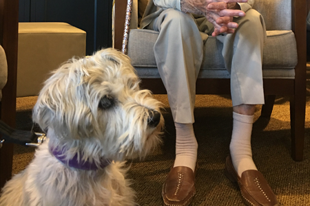 Animal therapy at Sunrise of Banstead 
