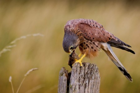 Big Garden Birdwatch 2021: why care homes should get involved