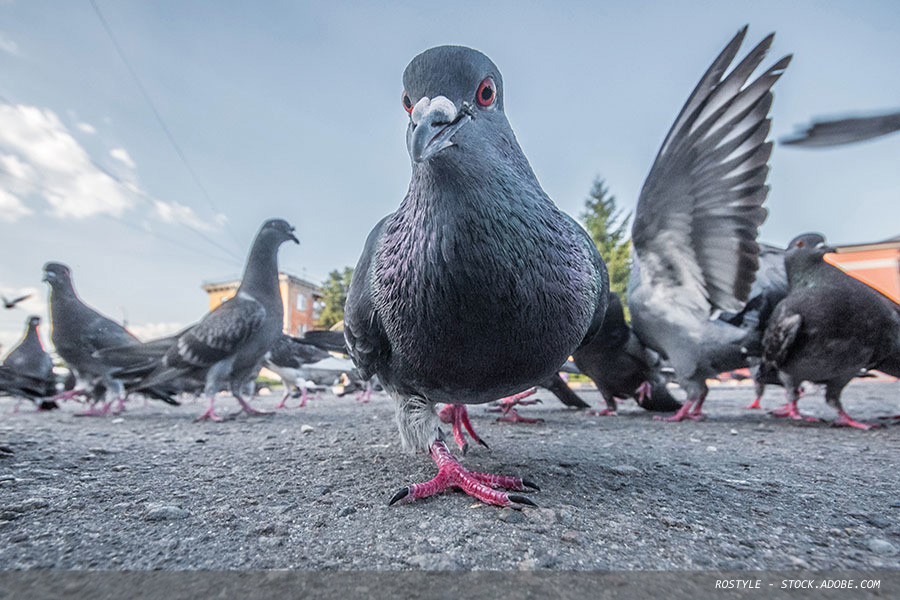 Pest bird control: time to stop winging it